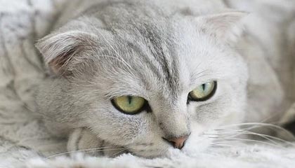 开云app官网-【热议】2K21公布球员能力值 詹皇98第一 利拉德95