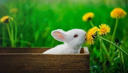 开云官网-5年了，终于客场赢豪门了！兽腰让阿森纳脱胎换骨？